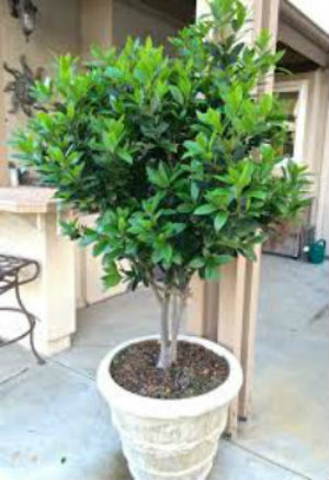 Australian Laurel- Japanese Pittosporum (Pittosporum tobira)